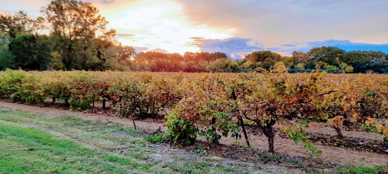 Chateau Rieutort Gites Saint-Pargoire Esterno foto